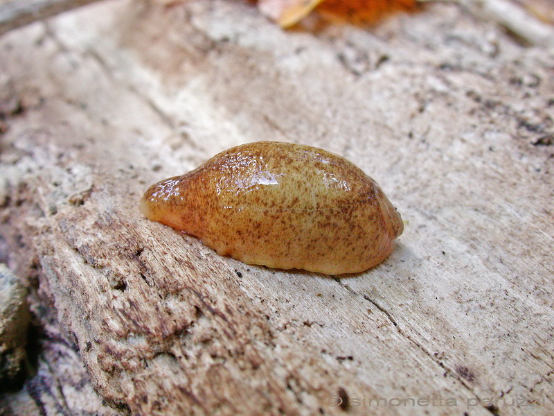 Testacellidae